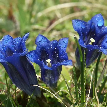 Sonne 3* Αντελμπόντεν