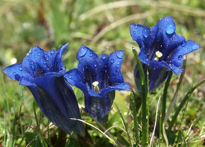 Sonne 3* ادلبودن