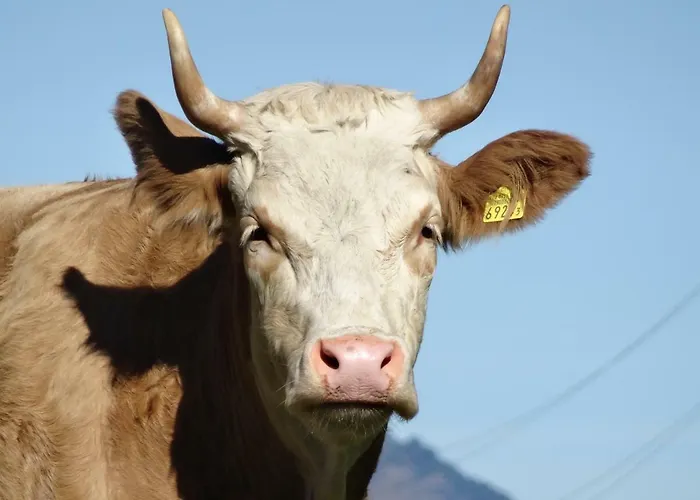 Sonne بيت ضيافة 3*